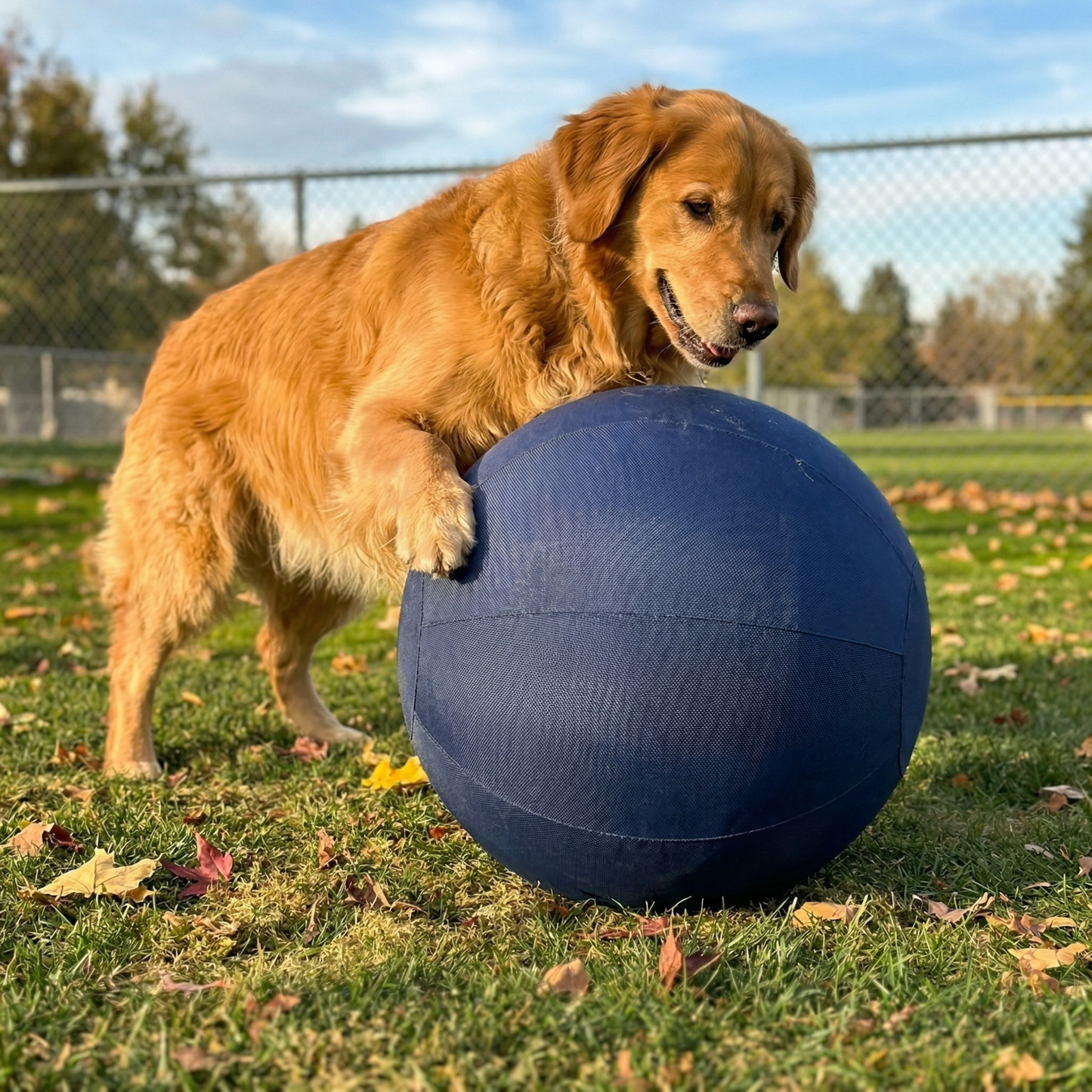 Barko™ - Voor honden die gewone ballen binnen no-time slopen.