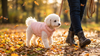 scene1_park_roze